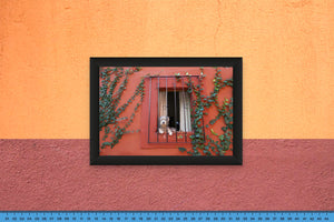 DOPEPICS : 0027 : Framed : Perro en Casa Roja