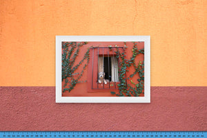 DOPEPICS : 0027 : Framed : Perro en Casa Roja