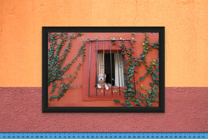 DOPEPICS : 0027 : Framed : Perro en Casa Roja