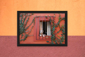 DOPEPICS : 0027 : Framed : Perro en Casa Roja