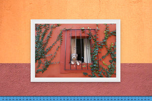 DOPEPICS : 0027 : Framed : Perro en Casa Roja