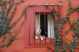 DOPEPICS : 0027 : Perro en Casa Roja